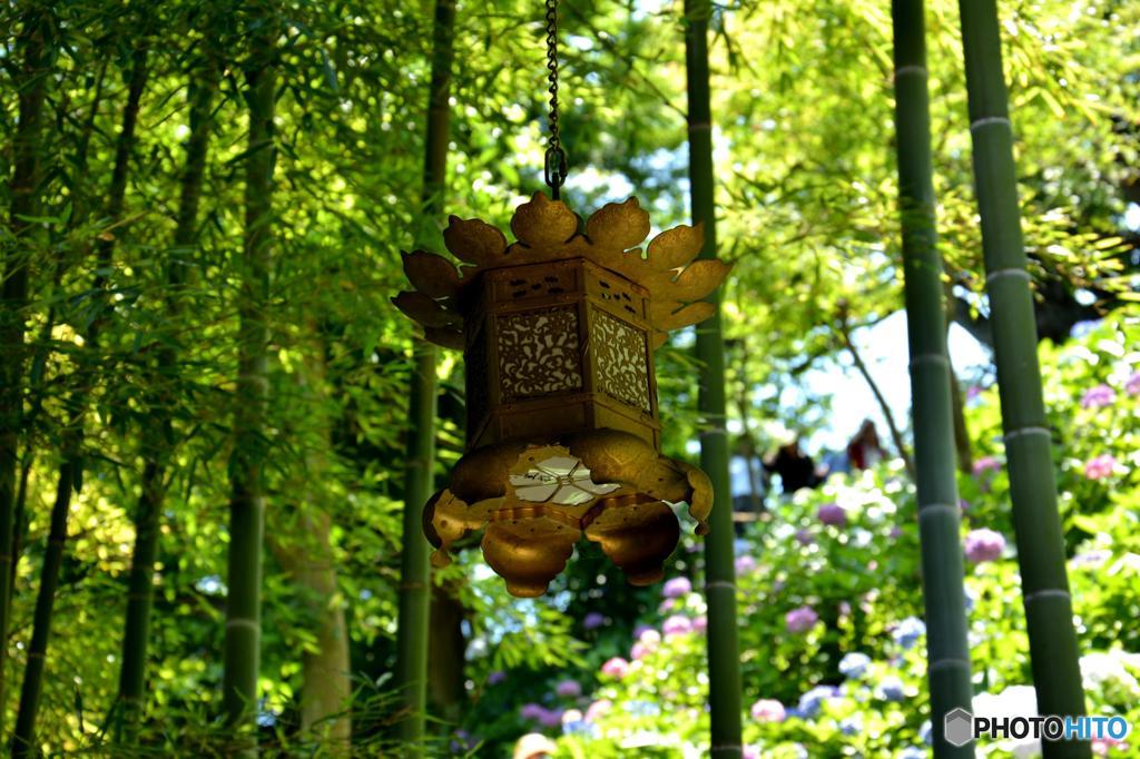 釣灯籠と紫陽花（鎌倉　長谷寺）