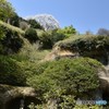 海蔵寺裏山の桜