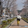 花の段葛
