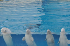 Four　Dolphins