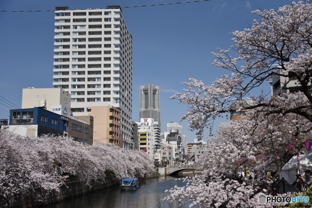 大岡川の桜