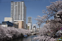 大岡川の桜