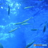 魚影の群れ