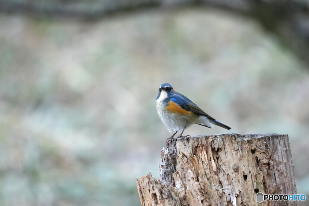 わたしの青い鳥