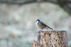 わたしの青い鳥