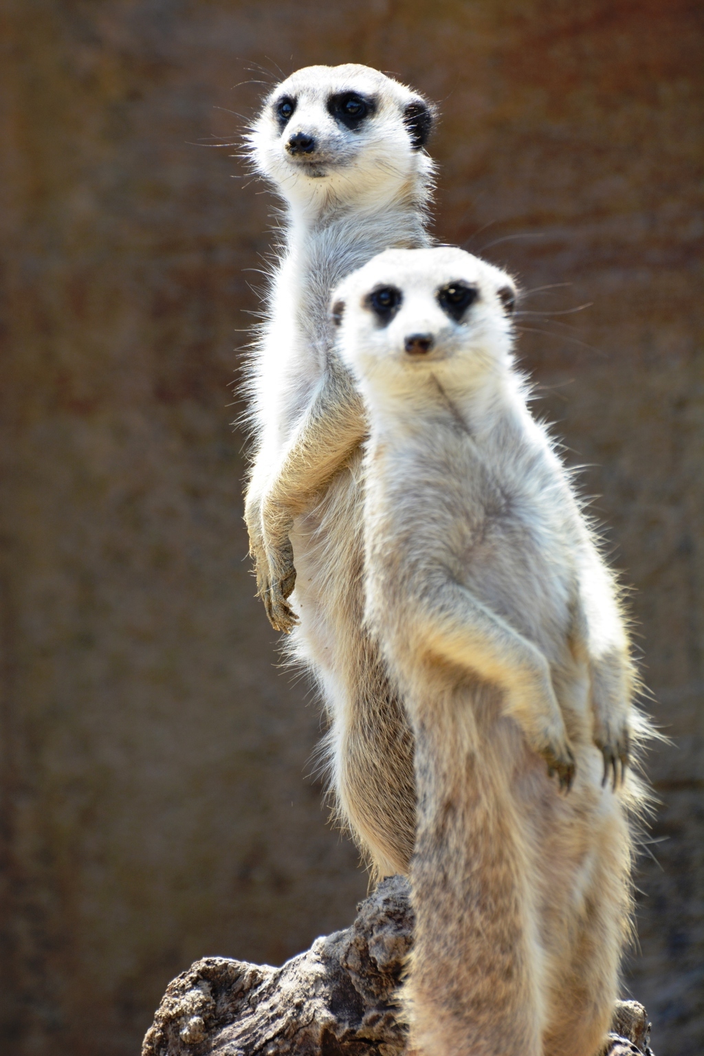 コッチムイテホイ