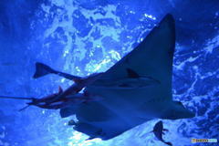 We are underwater squadrons