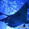 We are underwater squadrons