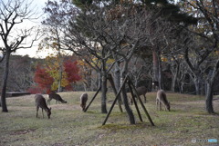 夕鹿の群れ