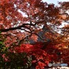 紅葉の長寿寺