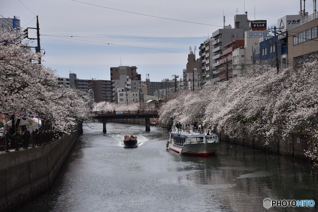 愛でませ花を