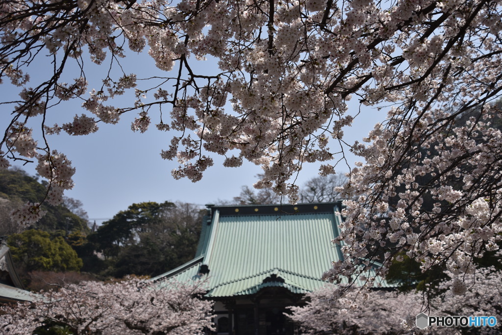 光明寺の桜