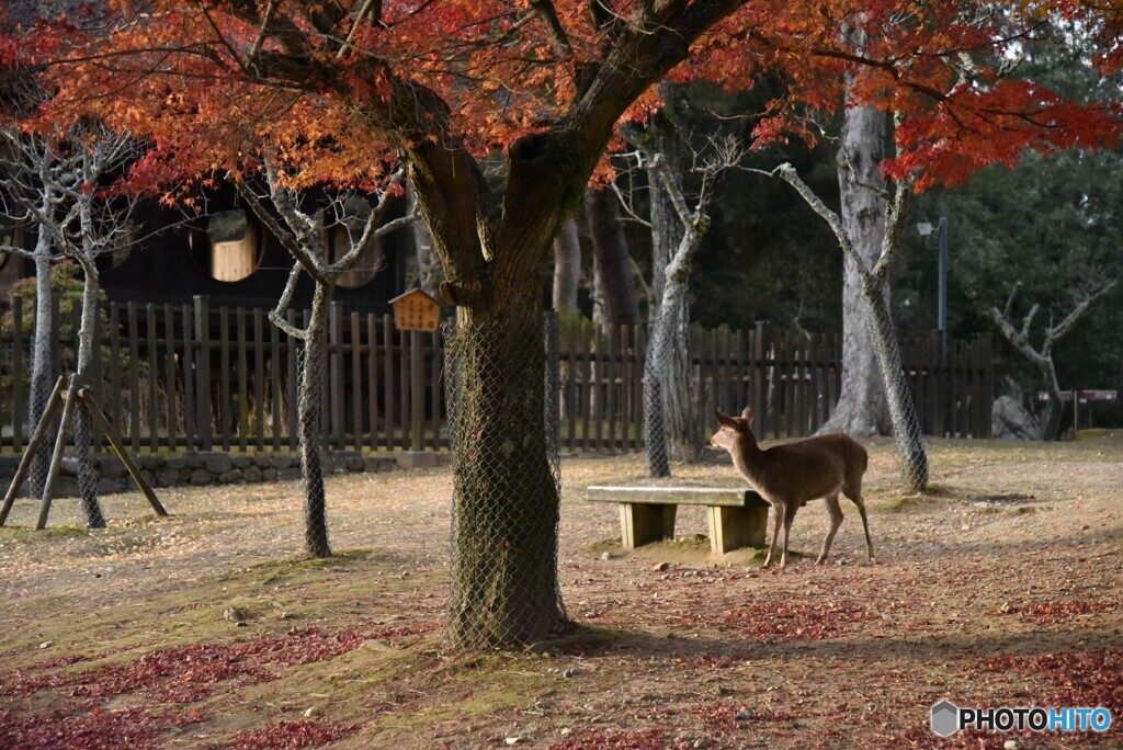 晩秋の奈良公園