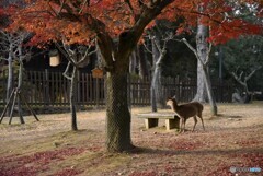 晩秋の奈良公園