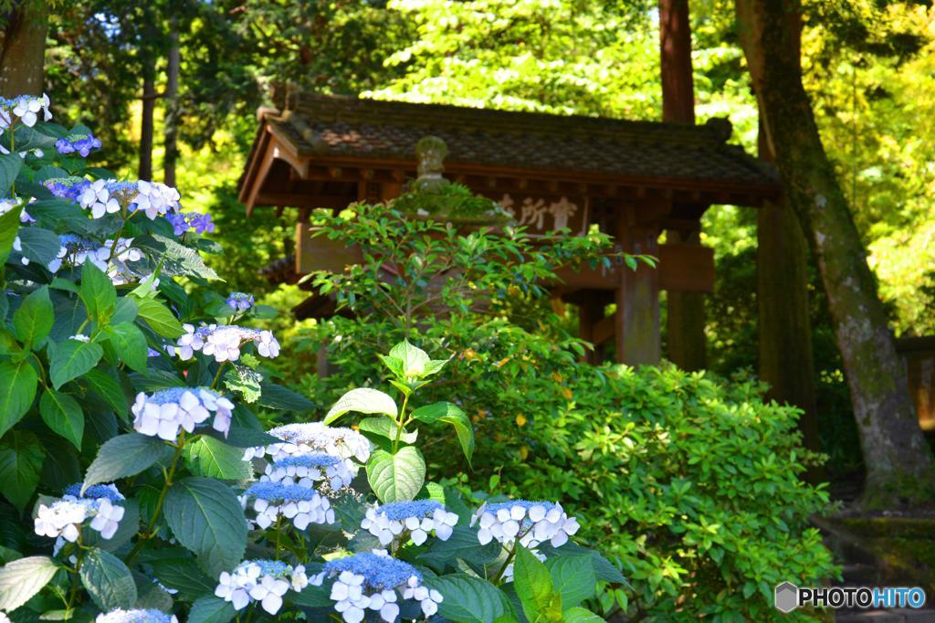 浄智寺　惣門の紫陽花