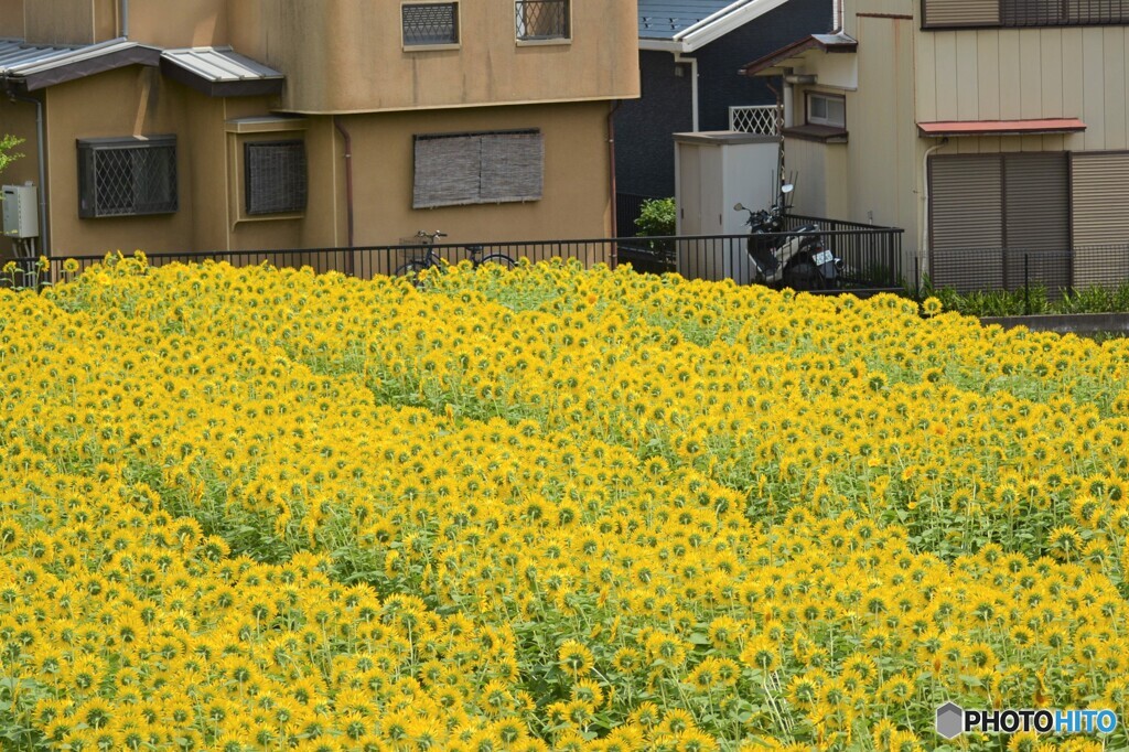 裏庭とひまわり