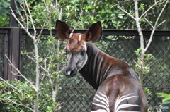 なにかオカピーですか？