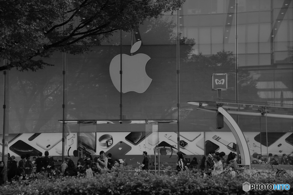 Apple Tree