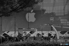 Apple Tree