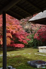 鎌倉長寿寺の紅葉