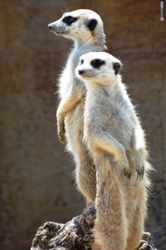 アッチムイテホイ