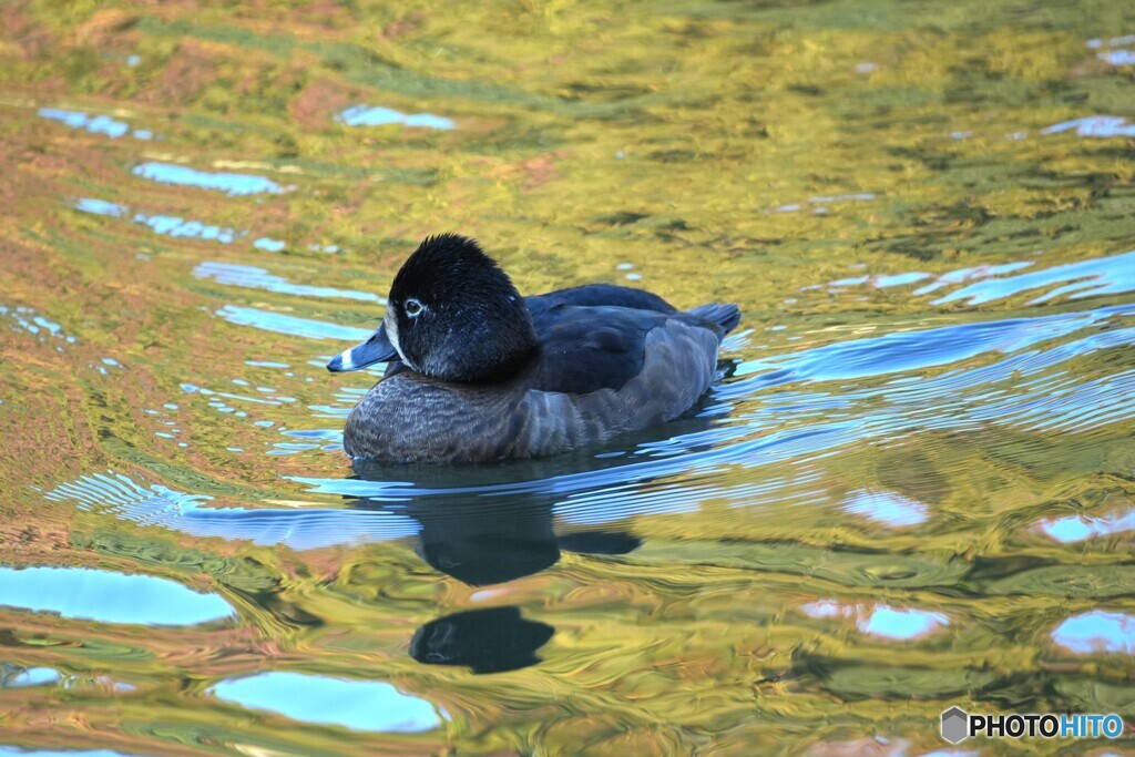 カモナマイハウス