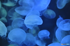 blue illusion 