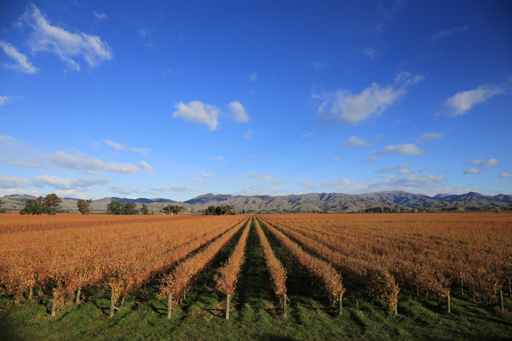 Vinyard in Blenheim