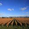 Vinyard in Blenheim