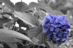 九月の紫陽花