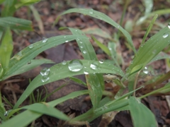 雨上がり。