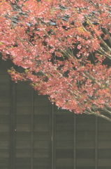 散り際のあでやかさ