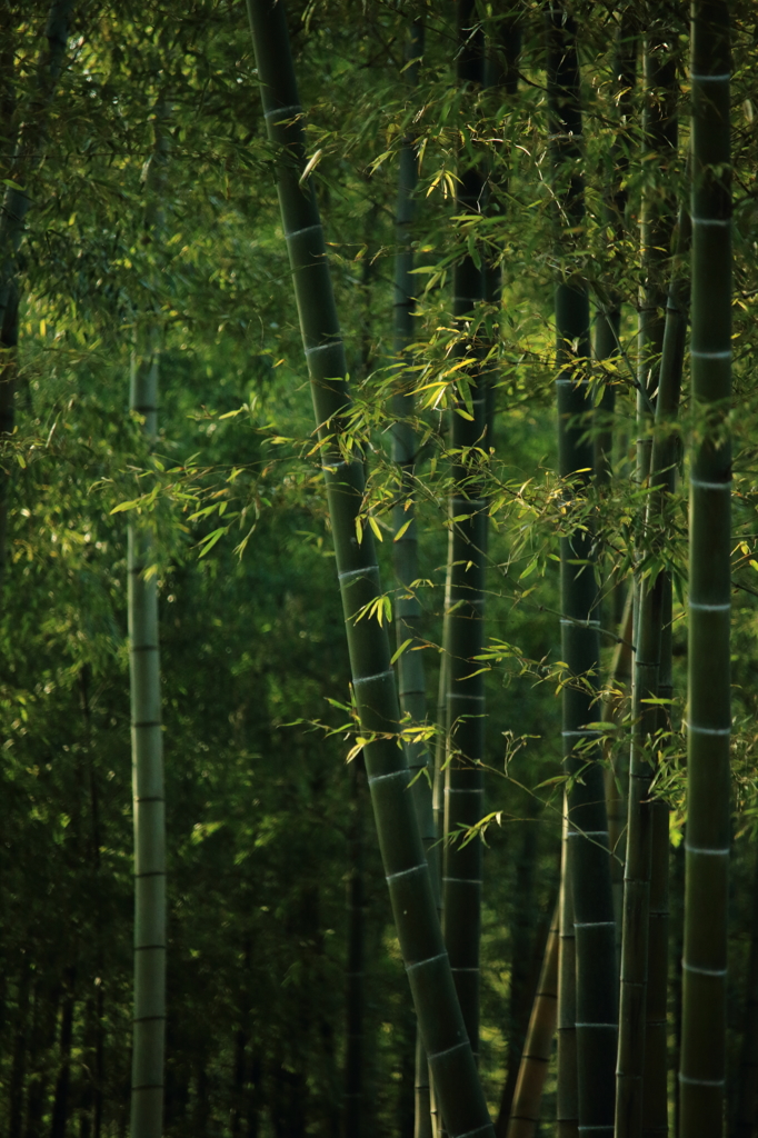 竹林