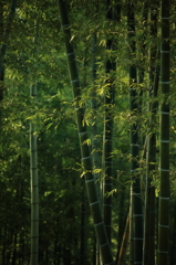 竹林