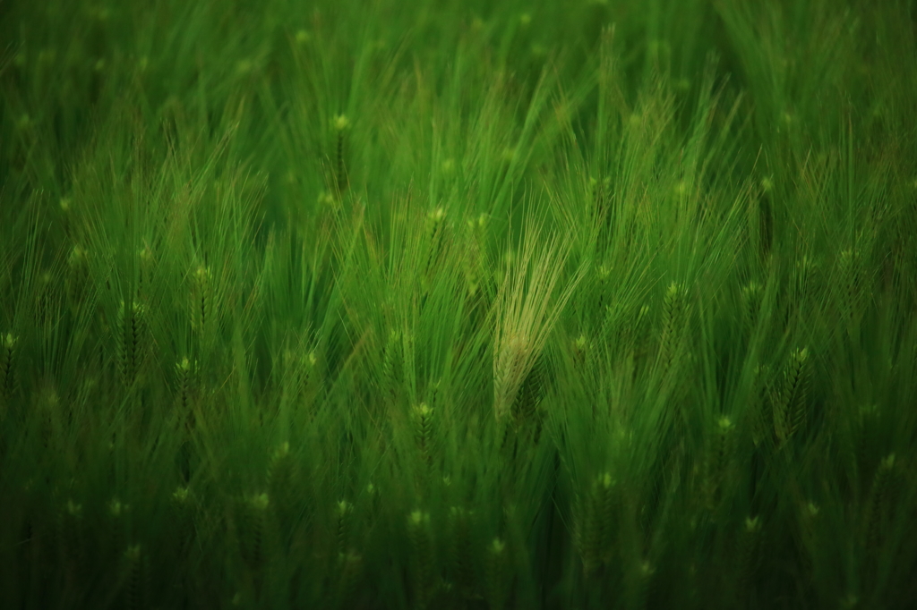 GREEN & WHITE