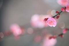 ume