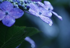 雨上がりの紫陽花