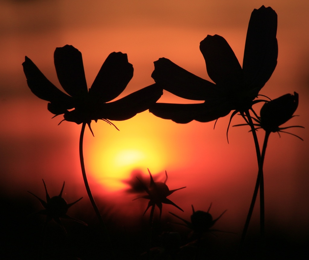 夕暮れの秋桜