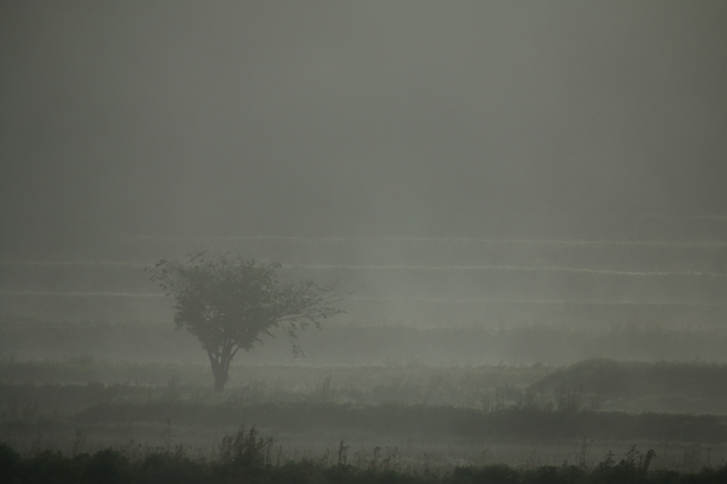 foggy