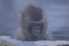 snow　monkey