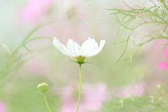 こすもす