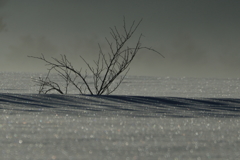 winter morning