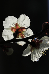 ume