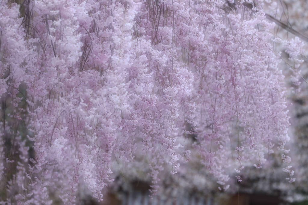 枝垂桜