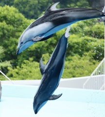 jump