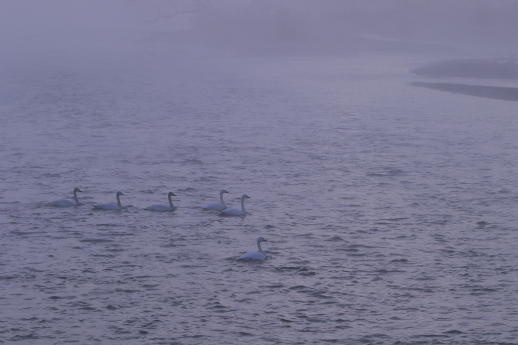 白鳥湖の朝