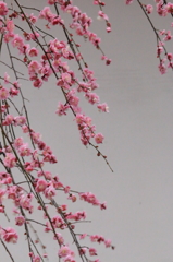 梅