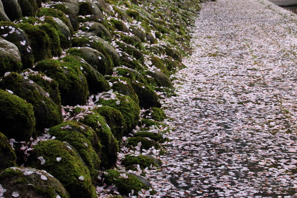桜散る