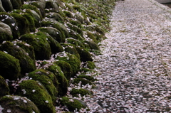 桜散る