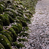桜散る